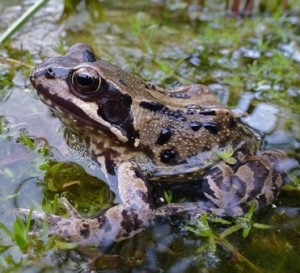 What's the difference between a frog and a toad? | Royal Society of ...